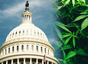 Bipartisan Bill Protecting State-Legal Cannabis Introduced in Senate